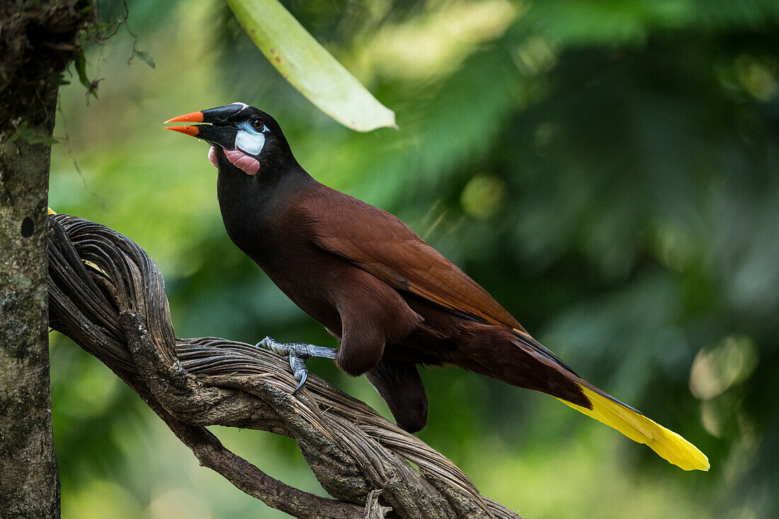 Kastanienkopf-Stirnvogel (Psarocolius wagleri), Sarapiqui, Costa Rica, Mittelamerika