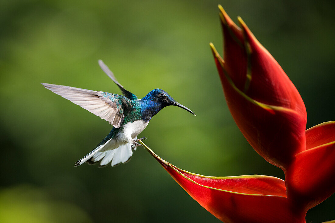 White-necked Jacobin Male Hummingbird, Lowland rainforest, Sarapiqui, Costa Rica, Central America