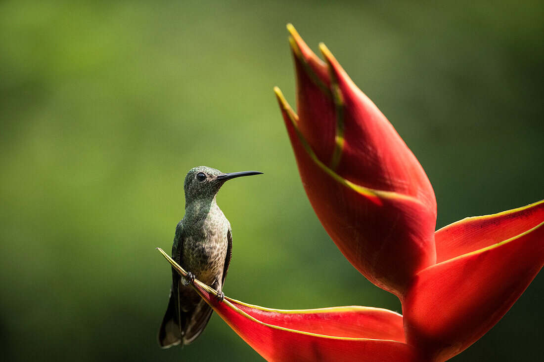 Scaly-breasted Hummingbird, Lowland rainforest, Sarapiqui, Costa Rica, Central America