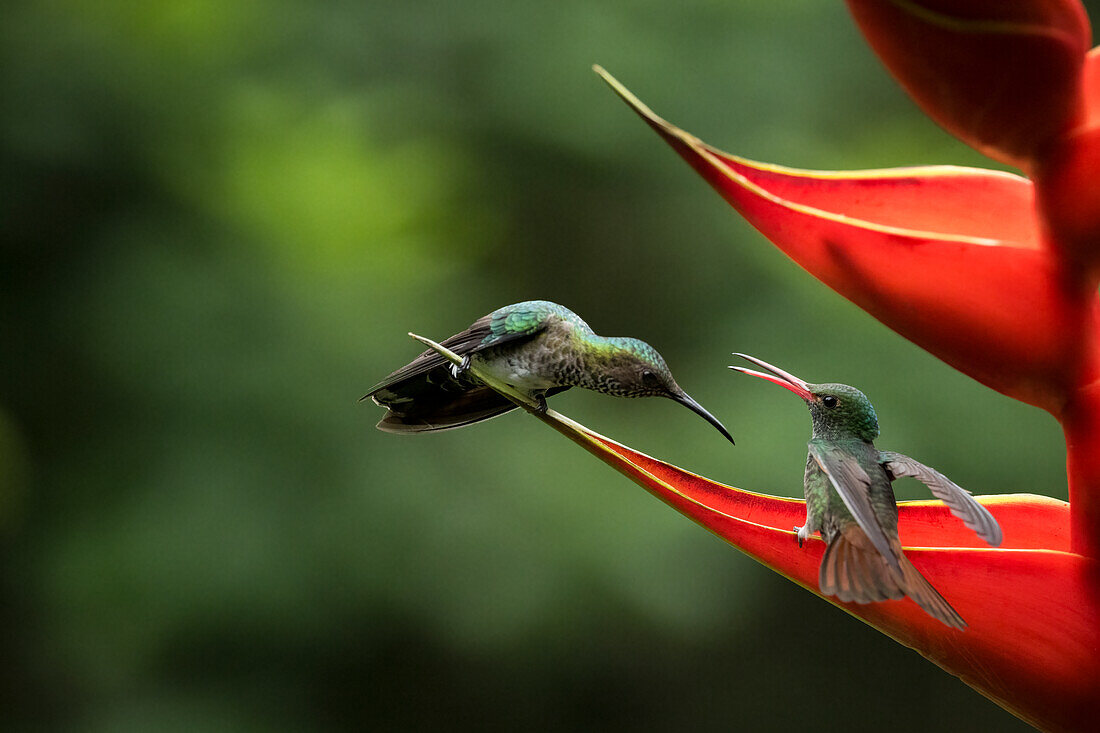 Hummingbirds, Lowland rainforest, Sarapiqui, Costa Rica, Central America