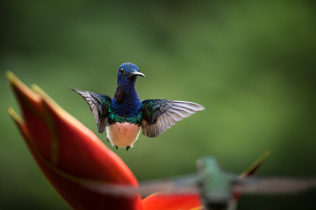 Weißhals-Jakobinenkolibri, Tieflandregenwald, Sarapiqui, Costa Rica, Mittelamerika