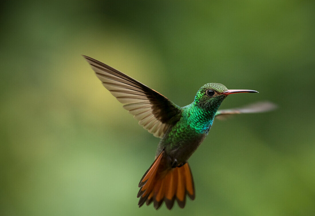 Rotschwanzkolibri, Tieflandregenwald, Sarapiqui, Costa Rica, Mittelamerika