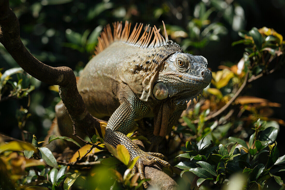 Green Iguana (Iguana iguana), Alajuela Province, Costa Rica, Central America