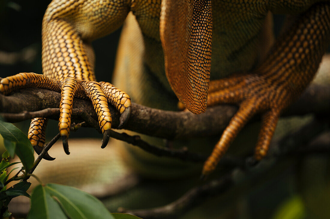 Grüner Leguan (Iguana iguana), Provinz Alajuela, Costa Rica, Mittelamerika