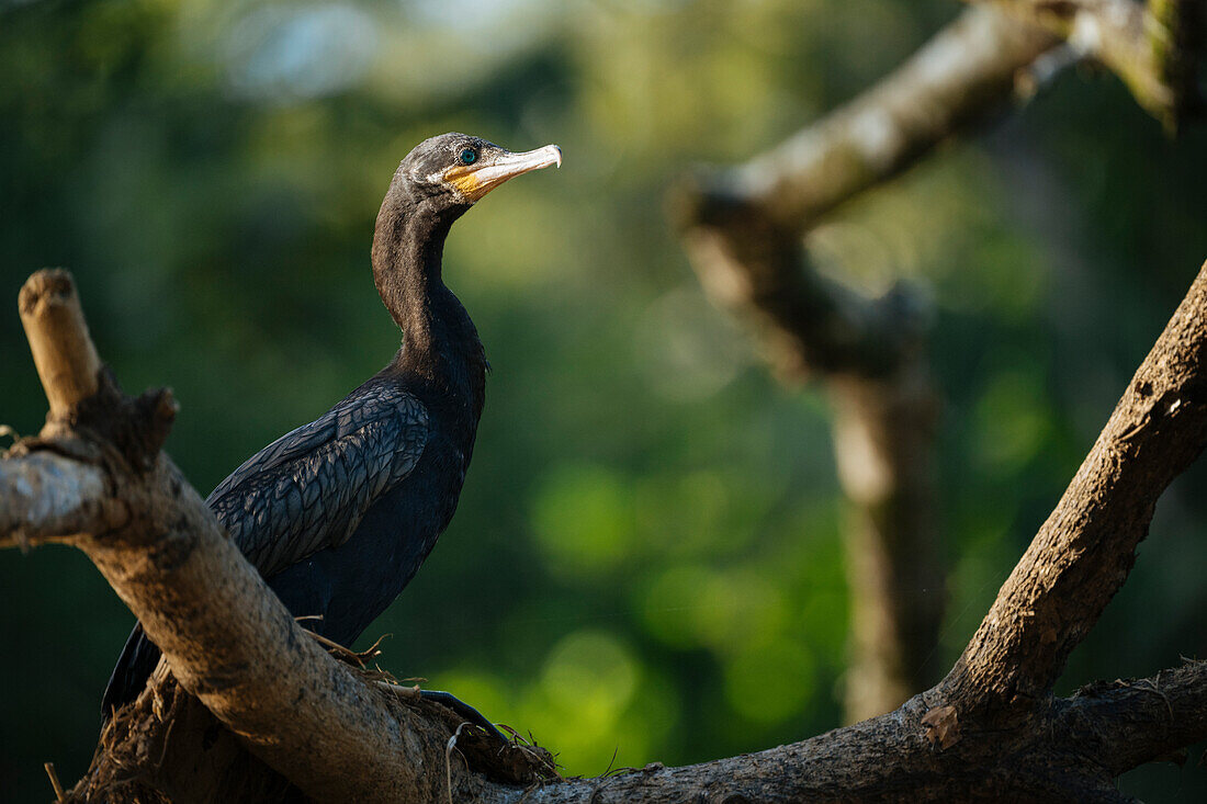 Neotropic Cormorant, Cano Negro, Alajuela Province, Costa Rica, Central America