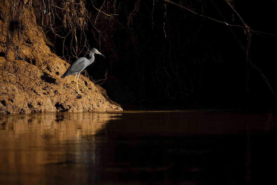 Little blue Heron, Cano Negro, Alajuela Province, Costa Rica, Central America