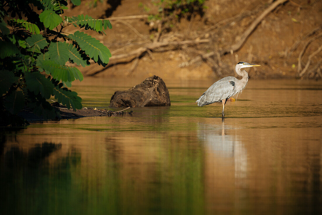 Great blue Heron, Cano Negro, Alajuela Province, Costa Rica, Central America