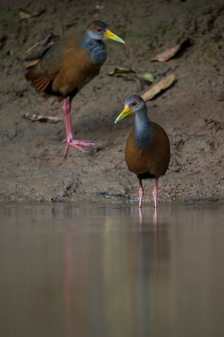 Rotnacken-Holzralle, Cano Negro, Provinz Alajuela, Costa Rica, Mittelamerika