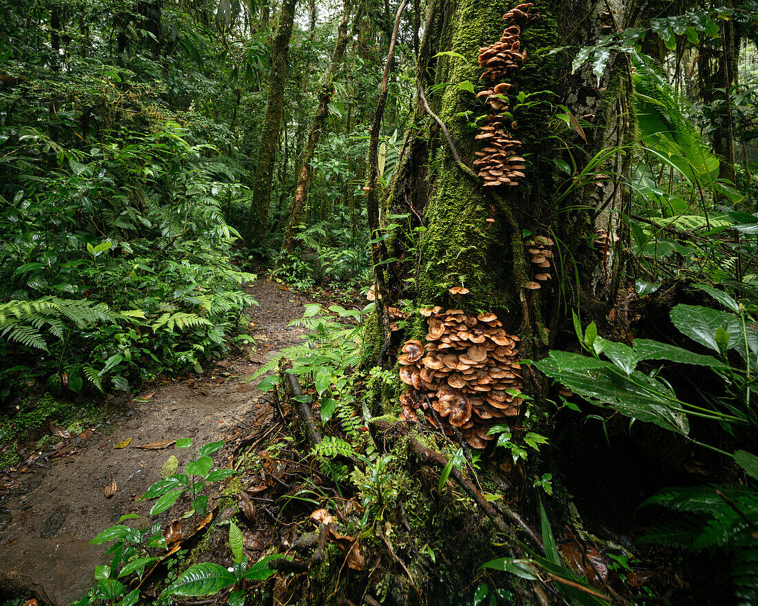 Santa Elena Cloud Forest Reserve, UNESCO World Heritage Site, Guanacaste Province, Costa Rica, Central America