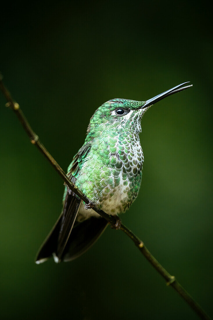 A green-crowned brilliant Hummingbird, Lowland rainforest, SarapiquA?, Costa Rica, Central America