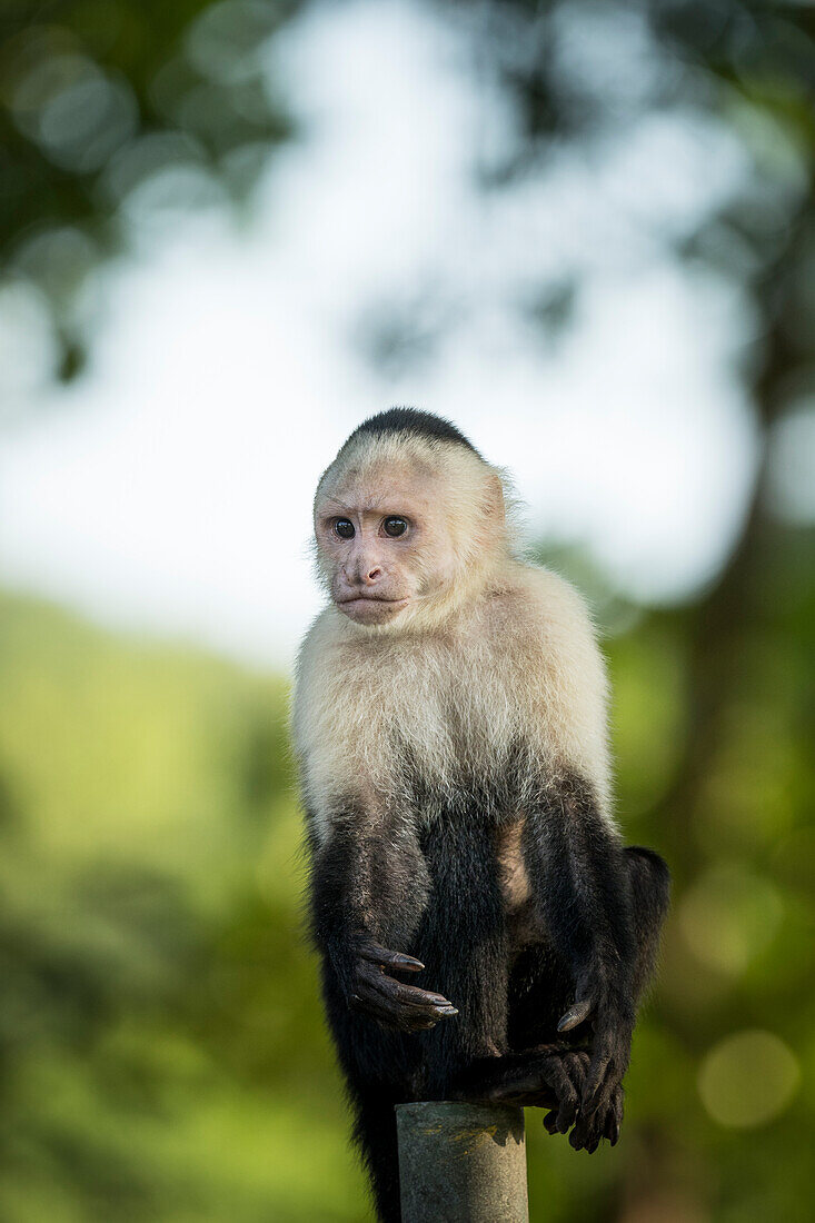 Capuchin Monkeys at Manuel Antonio Beach, Manuel Antonio National Park, Puntarenas Province, Costa Rica, Central America