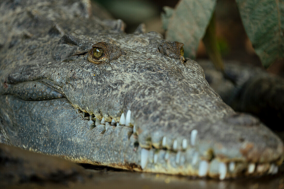 American Crocodile (Crocodylus acutus), Tarcoles River, Garabito, Puntarenas Province, Costa Rica, Central America