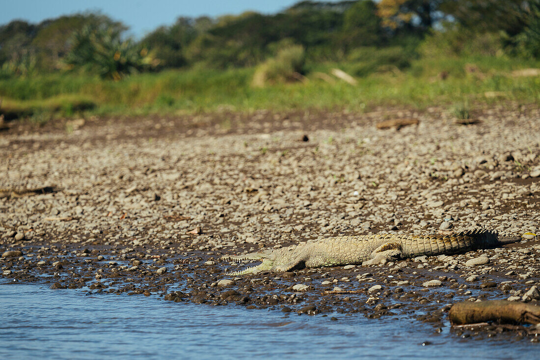 American Crocodile (Crocodylus acutus), Tarcoles River, Garabito, Puntarenas Province, Costa Rica, Central America