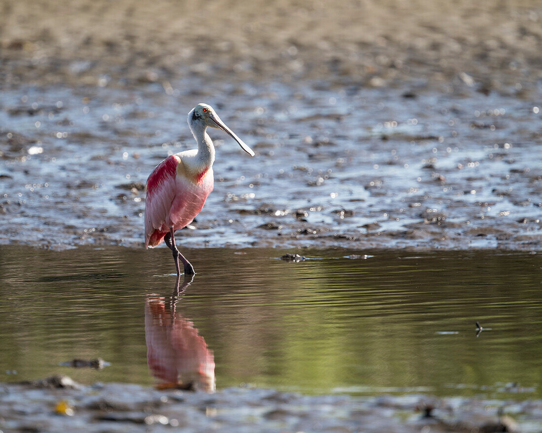 Rosalöffler (Platalea ajaja), Tarcoles-Fluss, Garabito, Provinz Puntarenas, Costa Rica, Mittelamerika