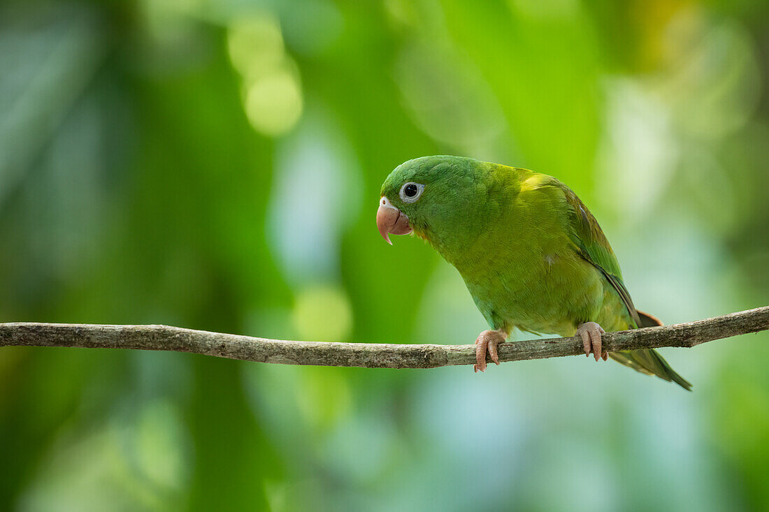 Parakeet, SarapiquA?, Costa Rica, Central America