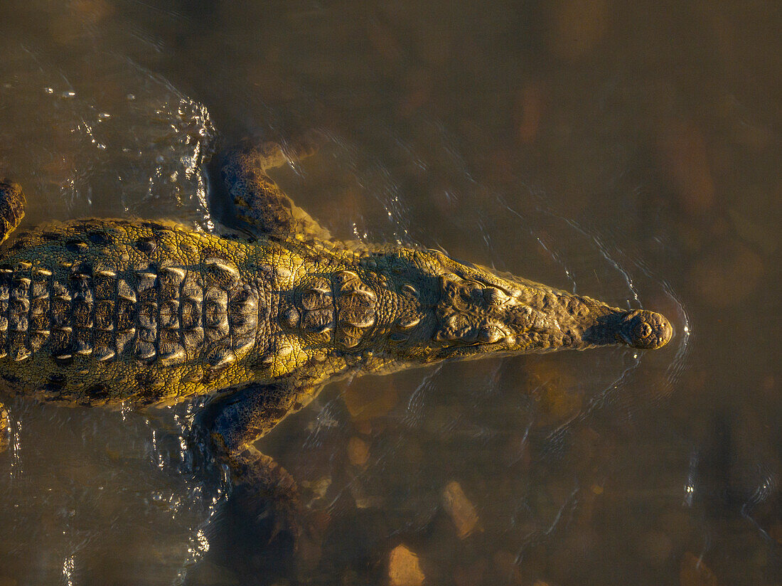 Krokodil, Tarcoles-Fluss, Garabito, Provinz Puntarenas, Costa Rica, Mittelamerika