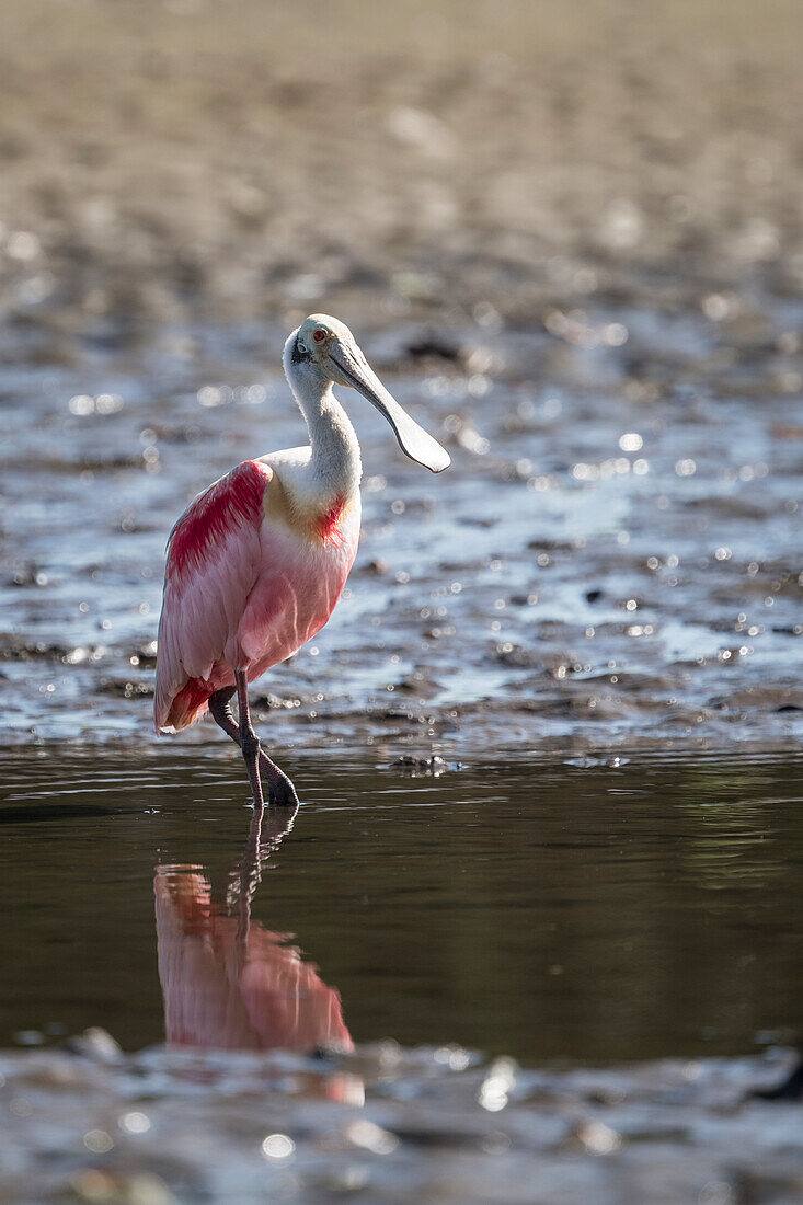 Rosalöffler (Platalea ajaja), Tarcoles-Fluss, Garabito, Provinz Puntarenas, Costa Rica, Mittelamerika