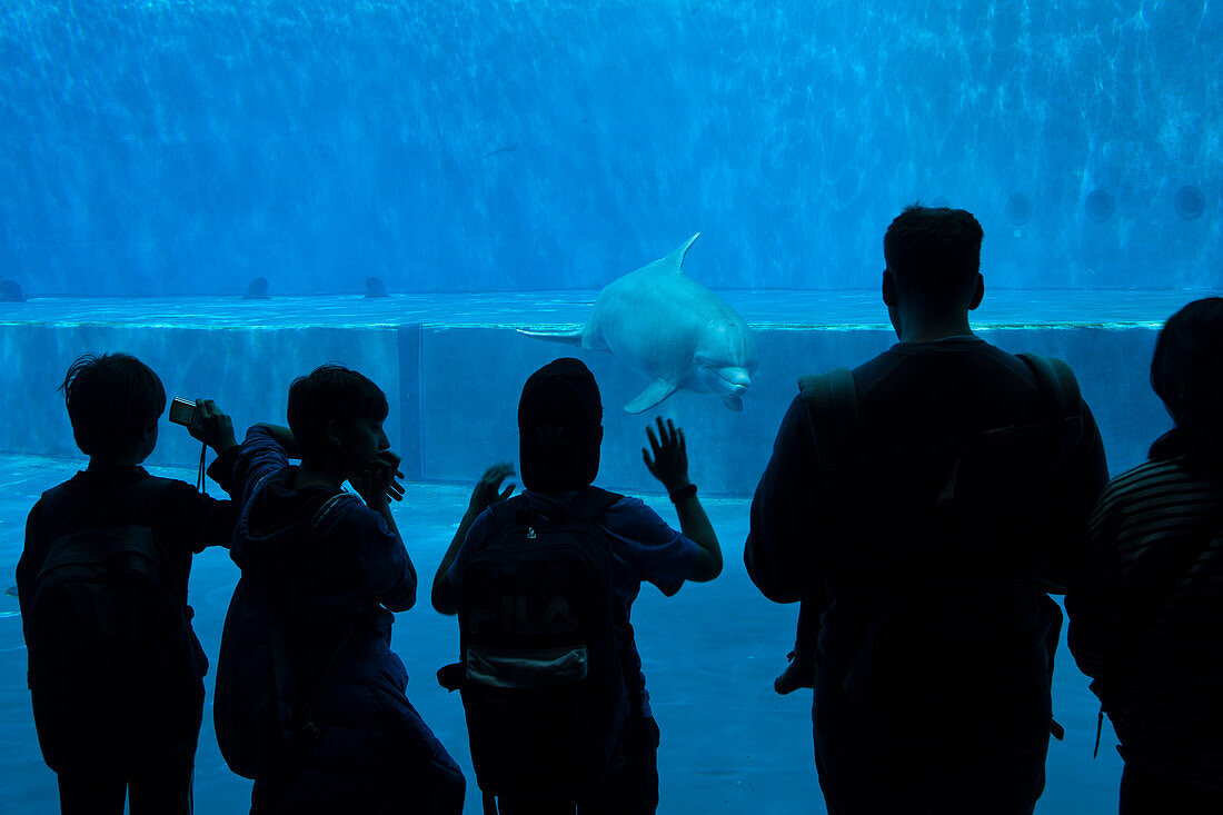 Besucher des Aquariums beobachten einen Delphin beim Spielen, Genua, Ligurien, Italien, Europa