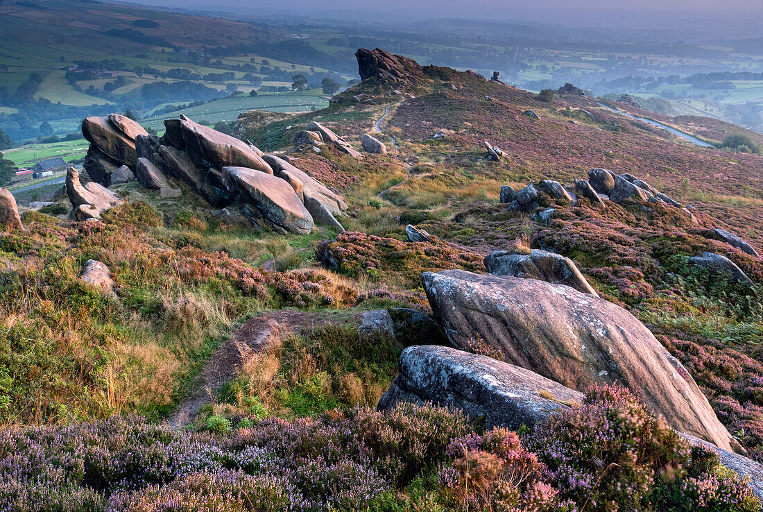 Ramshaw Rocks und violettes Heidekraut im Sommer, in der Nähe von Leek, Peak District National Park, Staffordshire Moorlands, Staffordshire, England, Vereinigtes Königreich, Europa