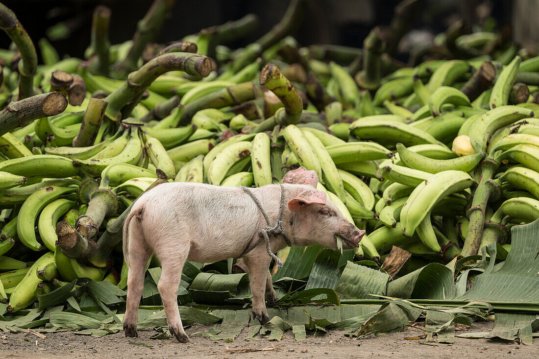 Ferkel, Insel Ometepe, Bundesstaat Rivas, Nicaragua, Mittelamerika