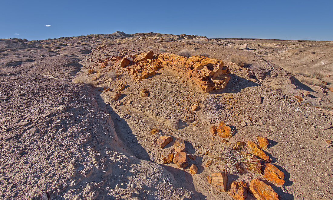 A petrified tree log that has shattered over time, located on a mesa near Hamilili Point on the south end of Petrified Forest National Park, Arizona, United States of America, North America