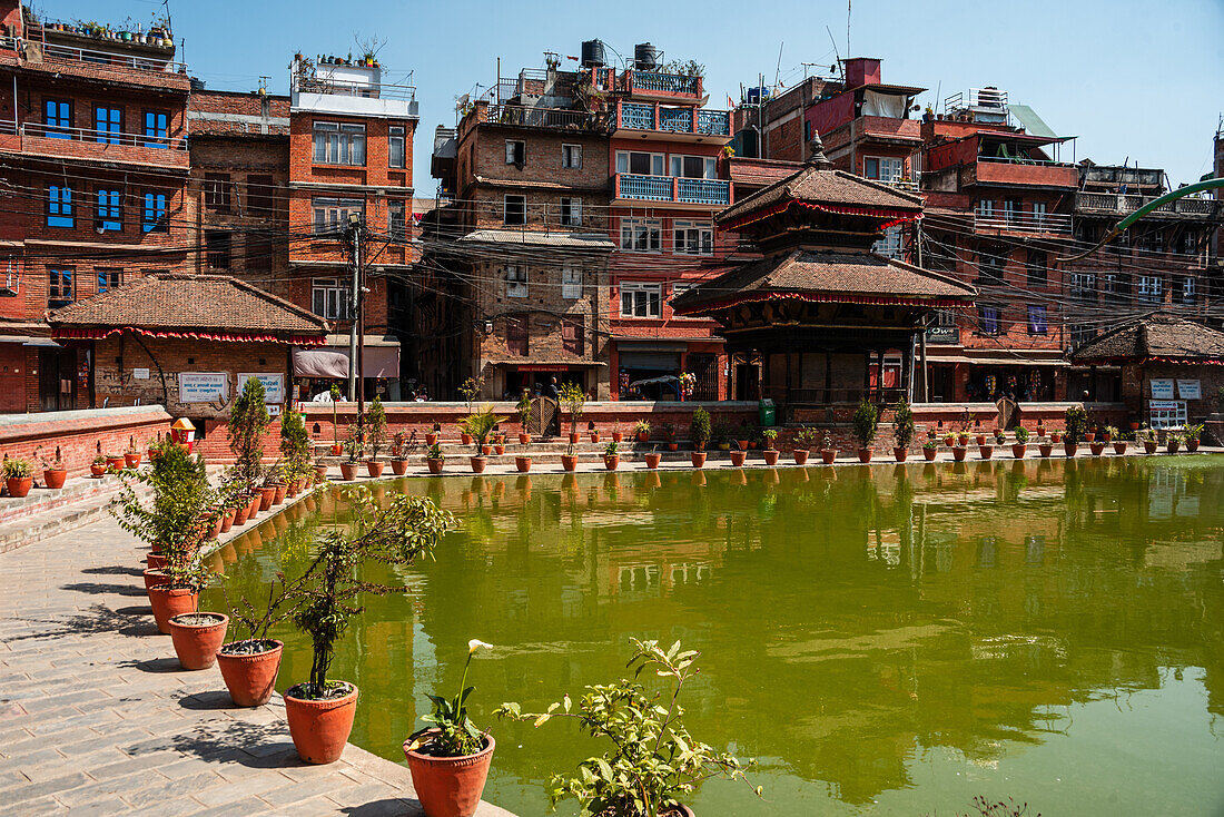 Plant pots and brick buildings surrounding the lake, vibrant green Bholachhe Pond in the core of Bhaktapur, Kathmandu Valley, Nepal, Asia