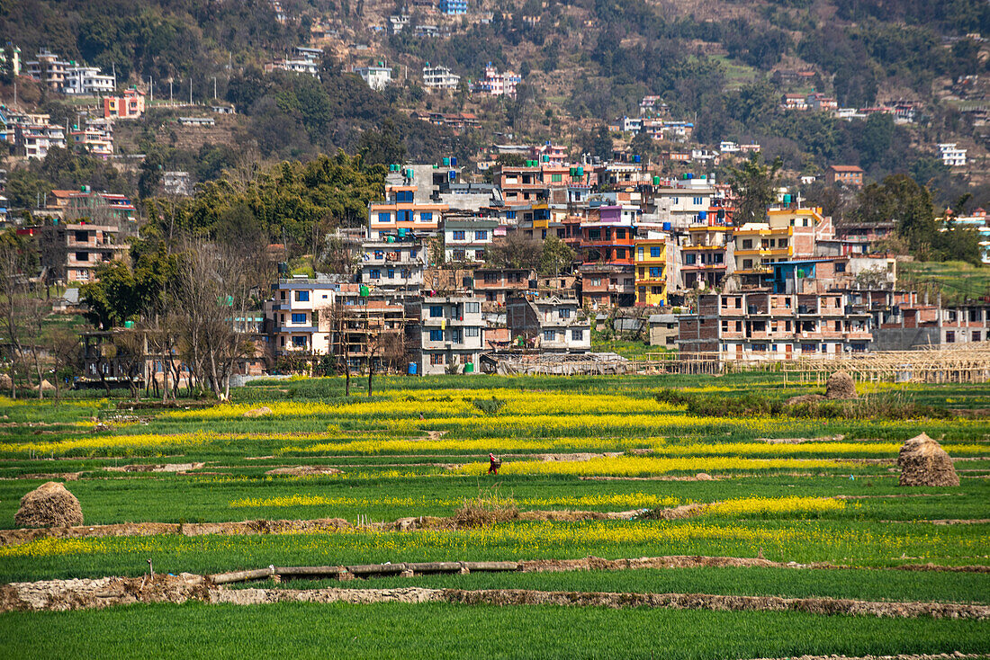 Landwirtschaftlicher Reis und Rapsblüten und Terrassenanbau in Nepal, Asien