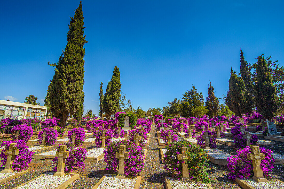 Blühende Blumen auf dem italienischen Friedhof in Asmara, Eritrea, Afrika