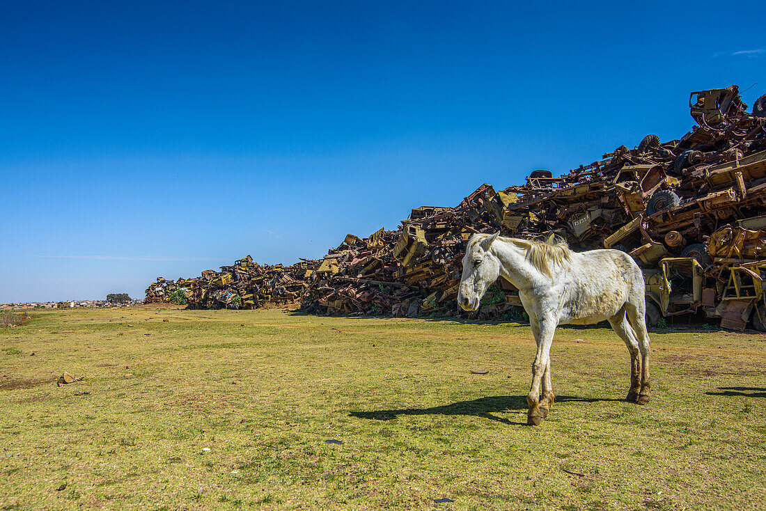 White horse grazing at the Italian tank cemetery in Asmara, Eritrea, Africa