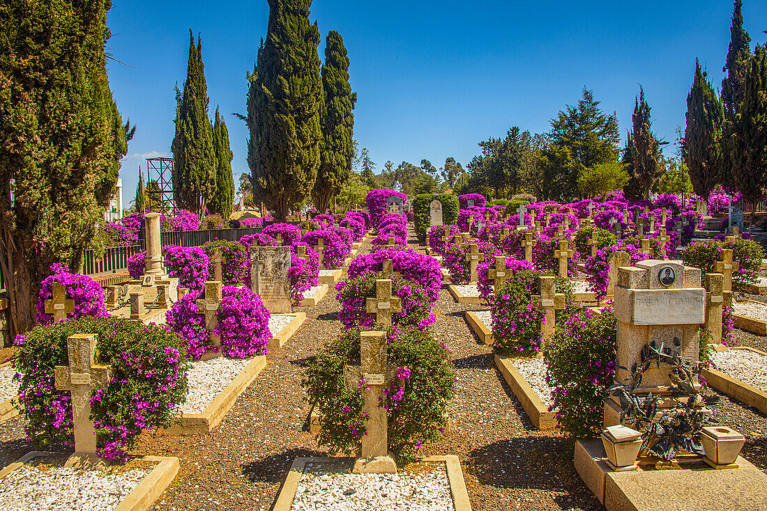 Blühende Blumen auf dem italienischen Friedhof in Asmara, Eritrea, Afrika