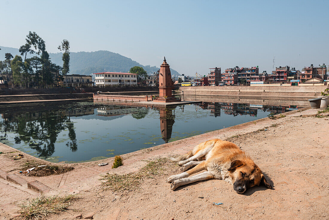 Sleeping dog in front in front of Bhajya Pukhu in Bhaktapur, Nepal, Asia