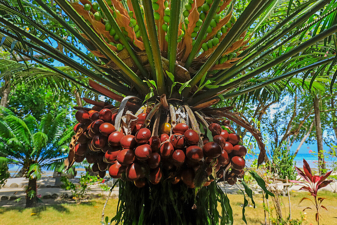 Wodyetia bifurcata (Foxtail palm), a popular species originally from Australia, the ripe red fruit is not eaten, Pulisan, North Sulawesi, Indonesia, Southeast Asia, Asia