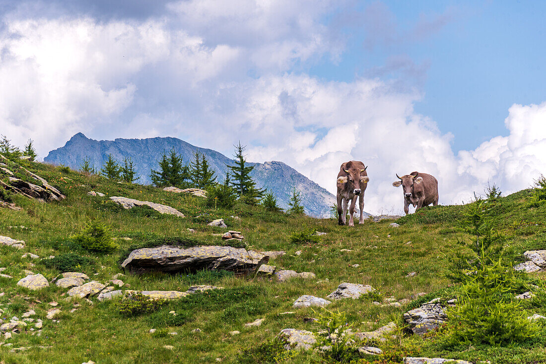 Cows on a green hill in front of alpine mountain, Alps of Italy and Switzerland, Europe