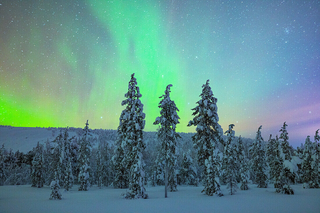 Das Nordlicht (Aurora borealis) erhellt den Himmel in der Nähe von Luosto in einer kalten Winternacht, Luosto, Finnland, Europa