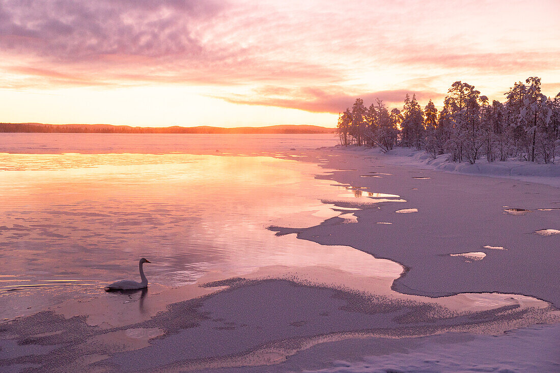 A swan swims in the frozen lake during an amazing winter sunrise in Muonio, Finland, Europe