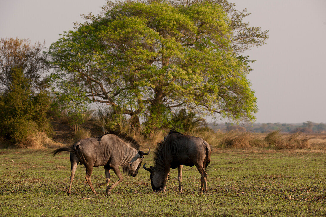 Das Gnu (Connochaetes taurinus), eine große Antilope, die über weite Teile des Kafue-Nationalparks, Sambia, Afrika, verbreitet ist