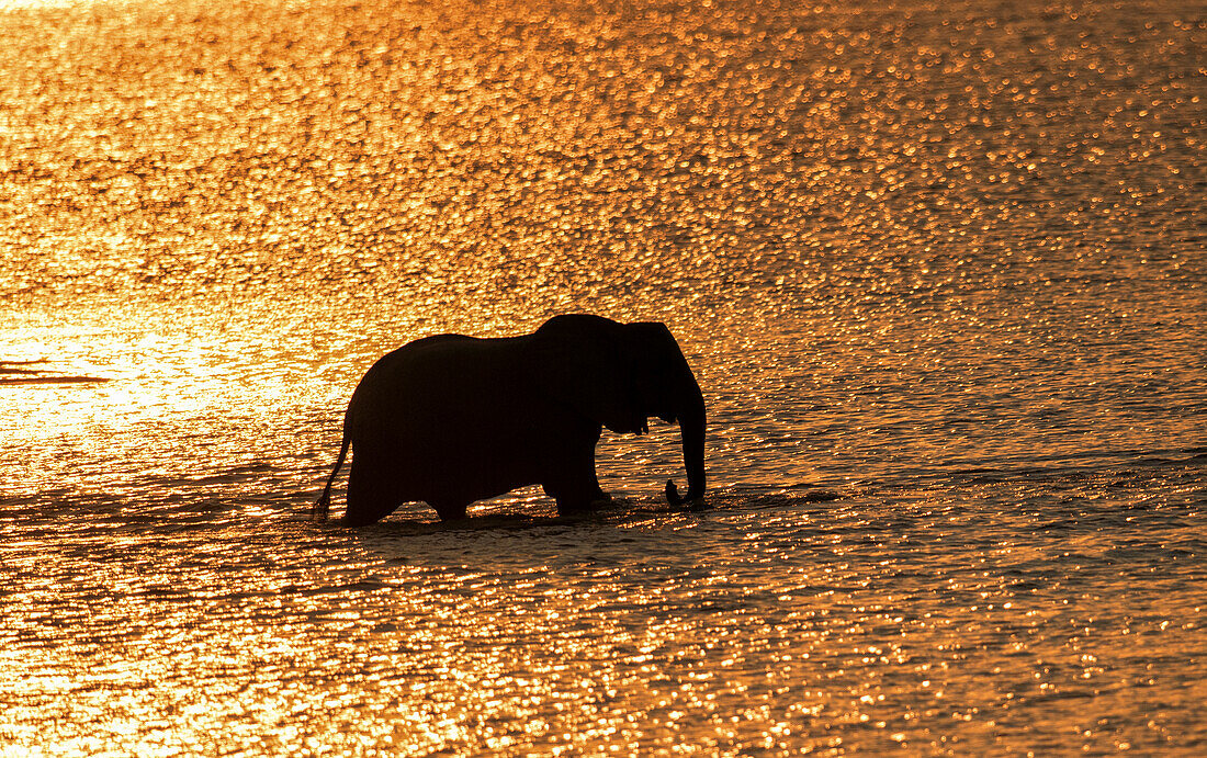 Elefant (Loxodonta africana) überquert den Luangwa-Fluss bei Sonnenuntergang, Sambia, Afrika