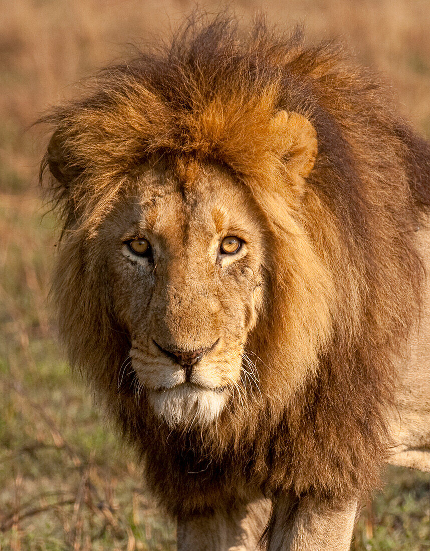 Ein junger männlicher Löwe (Panthera leo), seine Mähne wird dunkler, wenn er älter wird, Sambia, Afrika