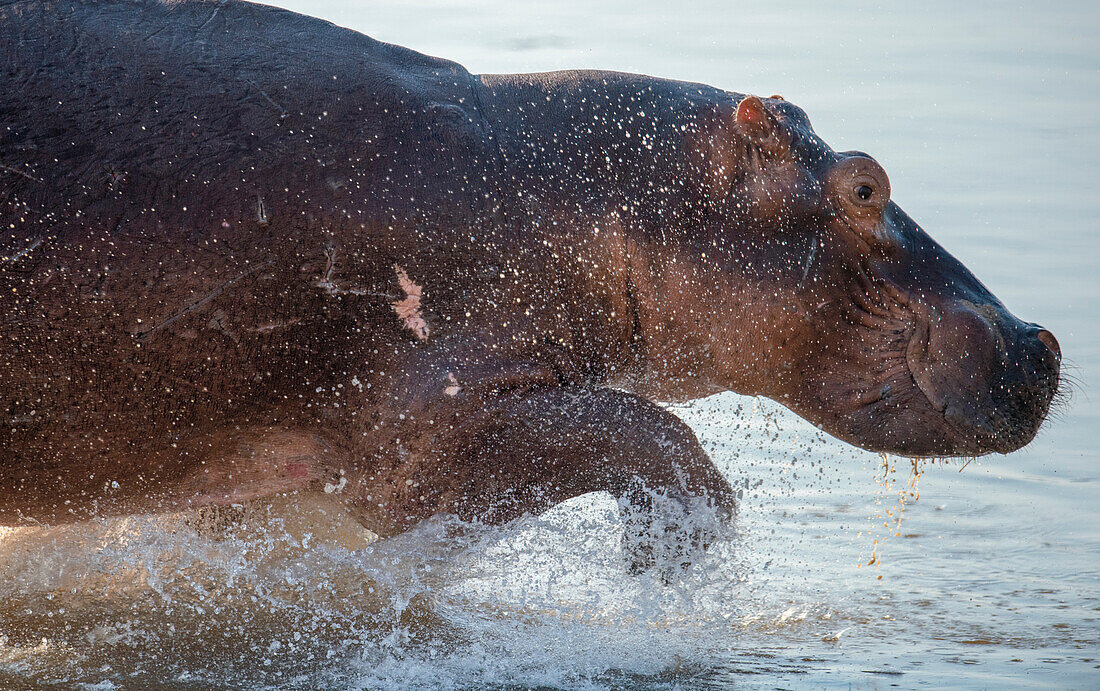 Flusspferd (Hippopotamus Amphibius), häufig im Luangwa-Fluss, Sambia, Afrika