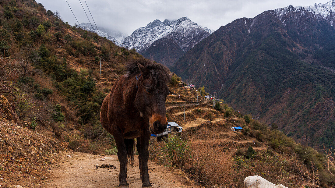 Horse looking into the camera, and view along the vast valley with towering snowy mountains and Sherpagaon village on the slopes, the Langtang Valley trek, Nepal, Asia