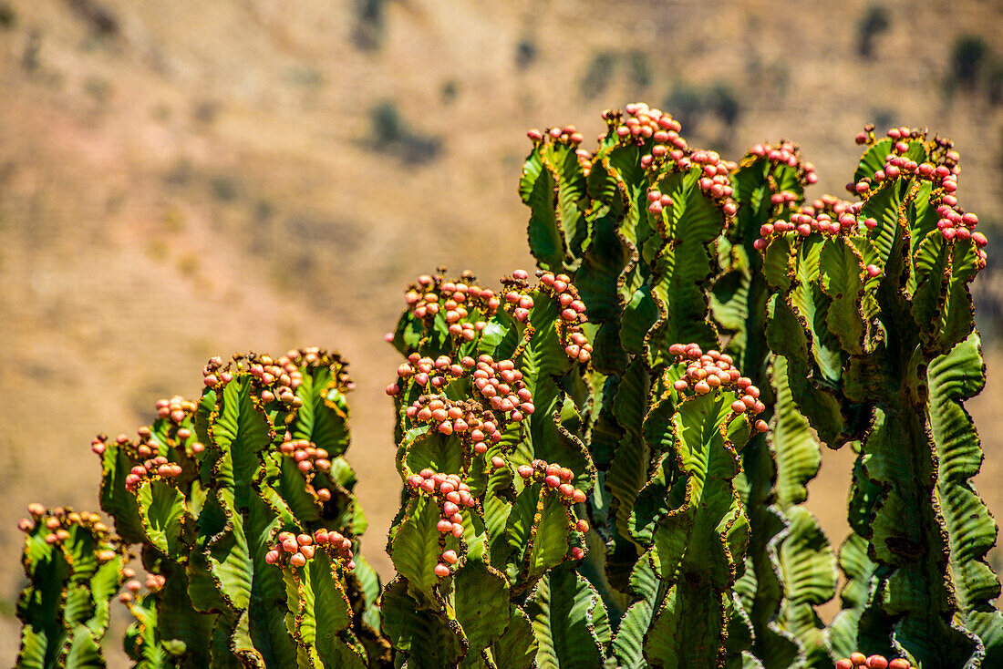 Cactus tree blooming near Keren, Eritrea, Eritrea, Africa