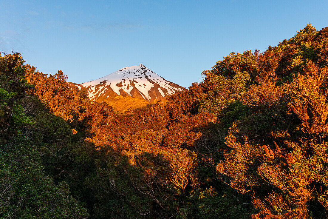 Warm sunset, jungle forest and snowy summit of Taranaki Volcano, North Island, New Zealand, Pacific