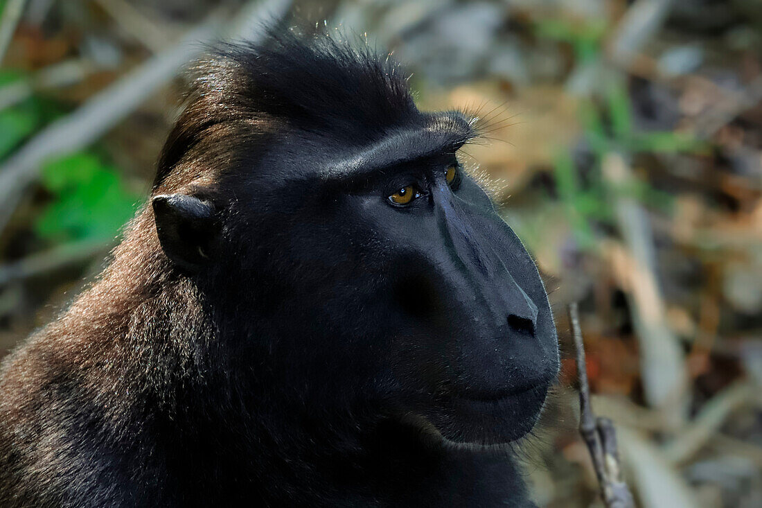 Schwarzer Schopfmakak (Macaca nigra), ein einheimischer, affenartiger Affe mit auffälligen Augen, Gesicht und Haarbüschel, Tangkoko Reservat, Minahasa, N Sulawesi, Indonesien, Südostasien, Asien