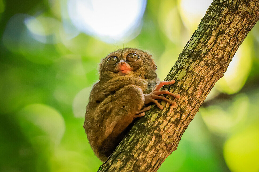 Brillen-Tarsier (Tarsius tarsier) einer der kleinsten Primaten, heute vom Aussterben bedroht, insektenfressend und nachtaktiv, Tangkoko-Nationalpark, Minahasa-Hochland, Nordsulawesi, Indonesien, Südostasien, Asien