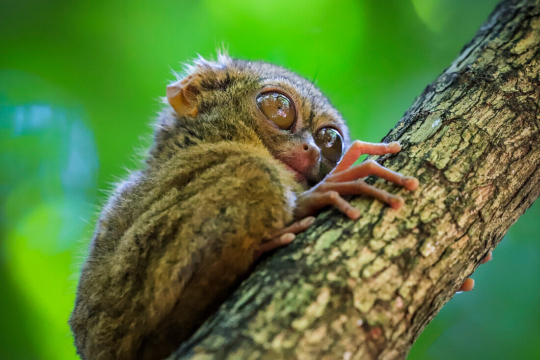 Brillen-Tarsier (Tarsius tarsier) einer der kleinsten Primaten, heute vom Aussterben bedroht, insektenfressend und nachtaktiv, Tangkoko-Nationalpark, Minahasa-Hochland, Nordsulawesi, Indonesien, Südostasien, Asien