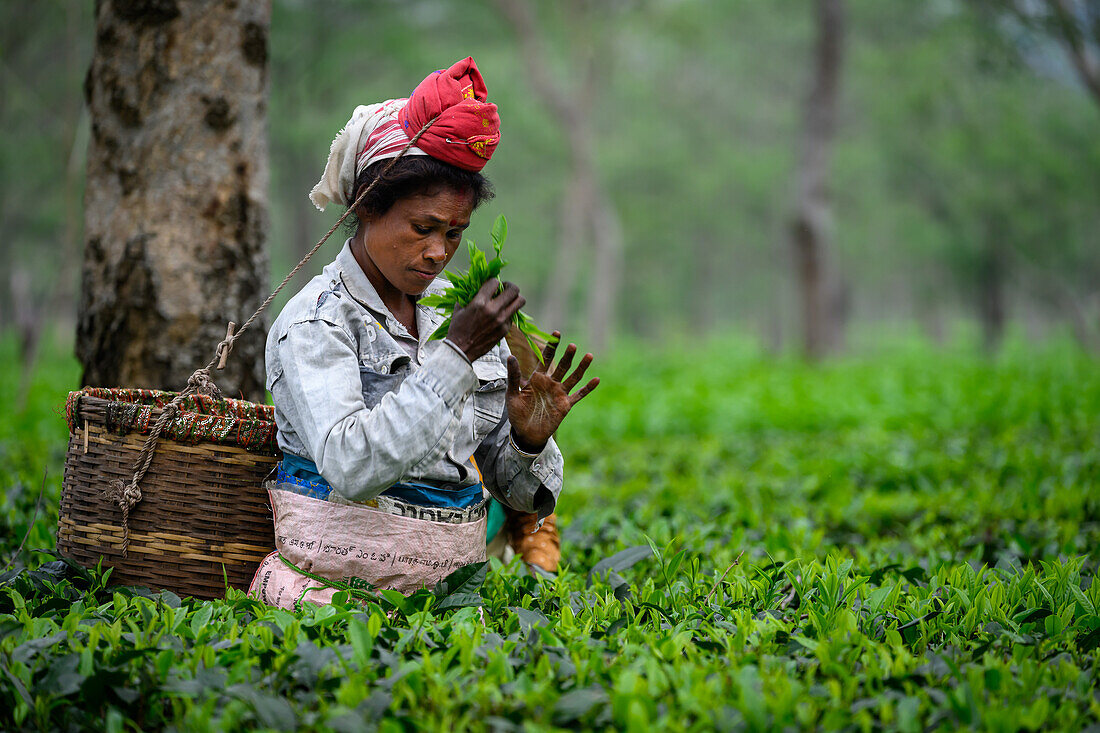 Teepflückerinnen, Guwahati, Assam, Indien, Asien