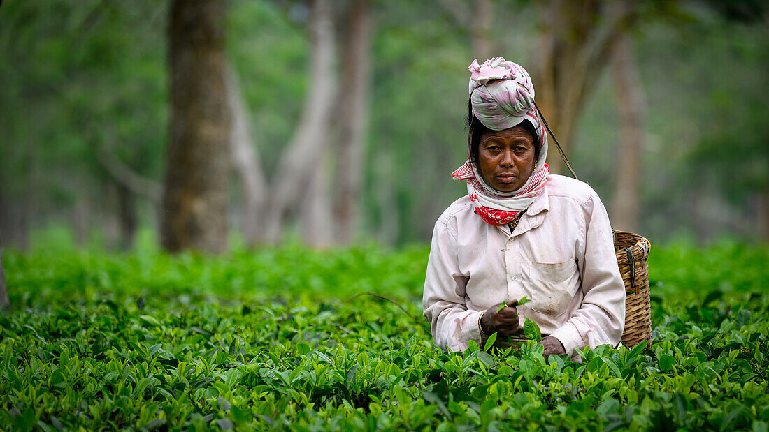 Teepflückerinnen, Guwahati, Assam, Indien, Asien