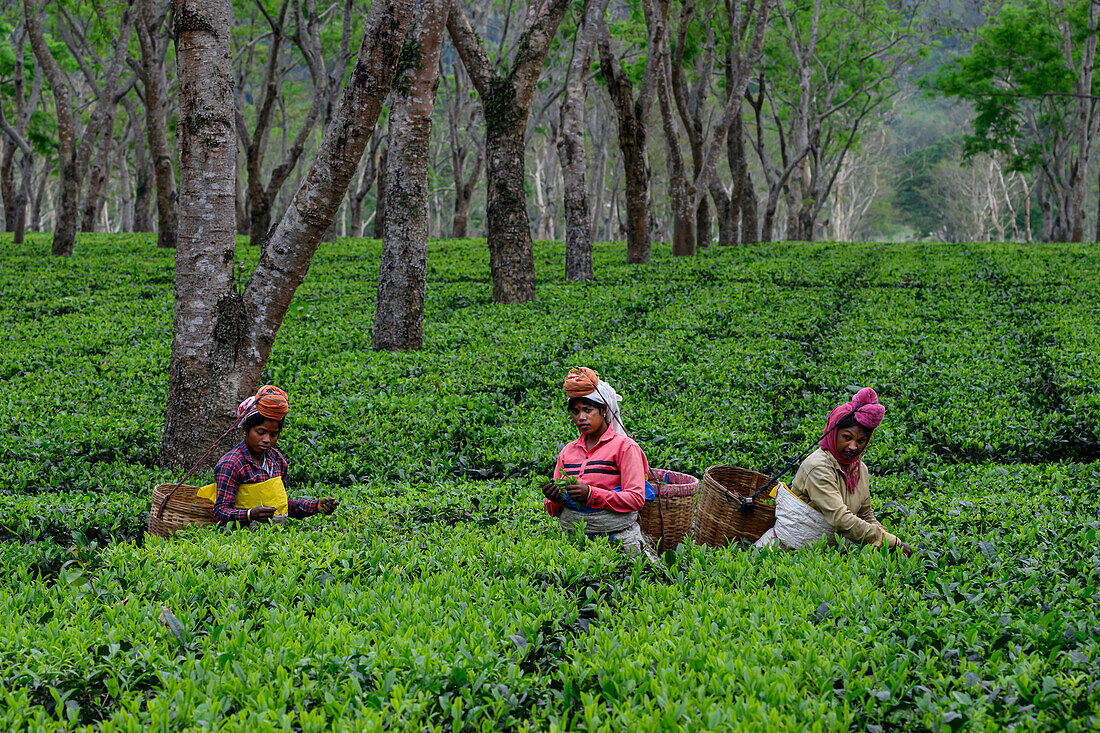 Teepflückerinnen, Guwahati, Assam, Indien, Asien