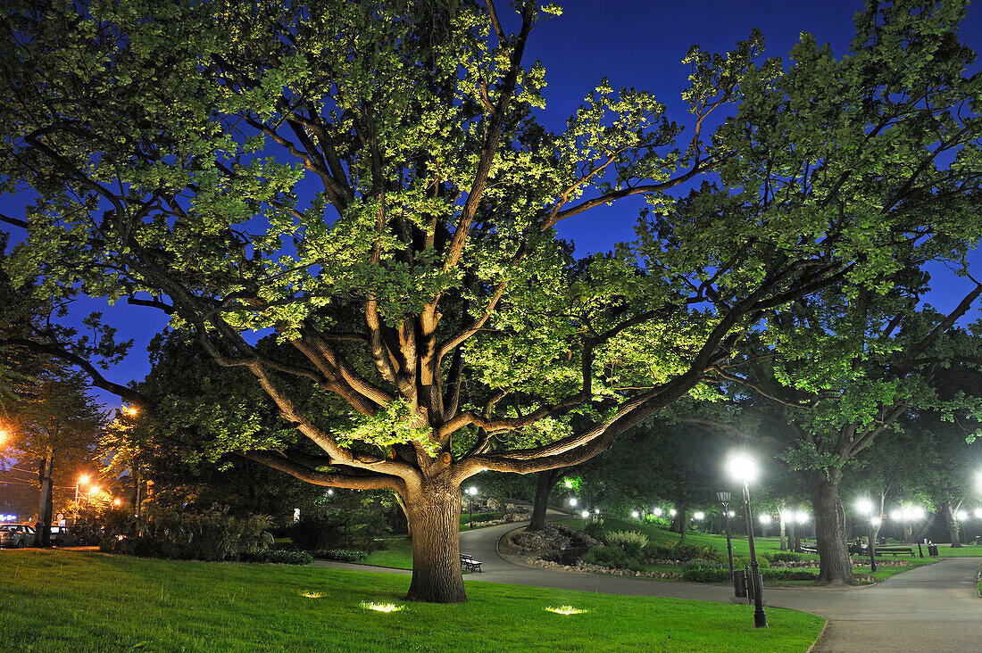 Floodlit remarkable oak tree in the Bastejkalns Park by night, Riga, Latvia, Baltic region, Europe