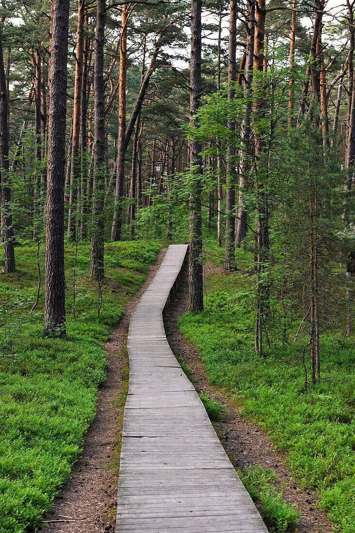 Pathway through the coastal pine forest in Ragakapa Nature Reserve, Lielupe area, Jurmala, Gulf of Riga, Latvia, Baltic region, Europe